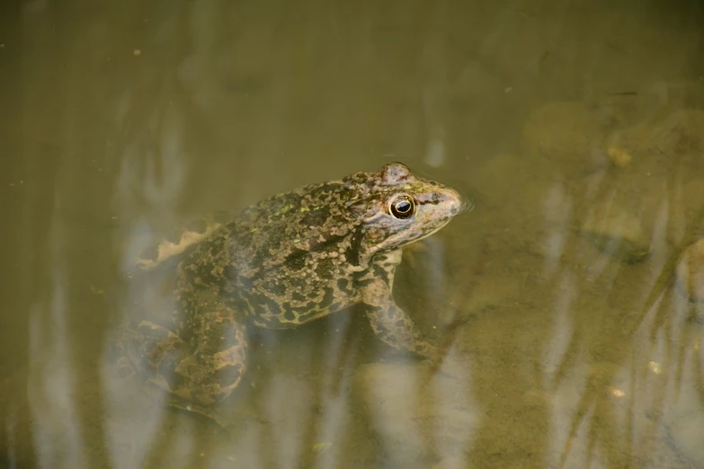 a frog sitting in the water looking at the camera