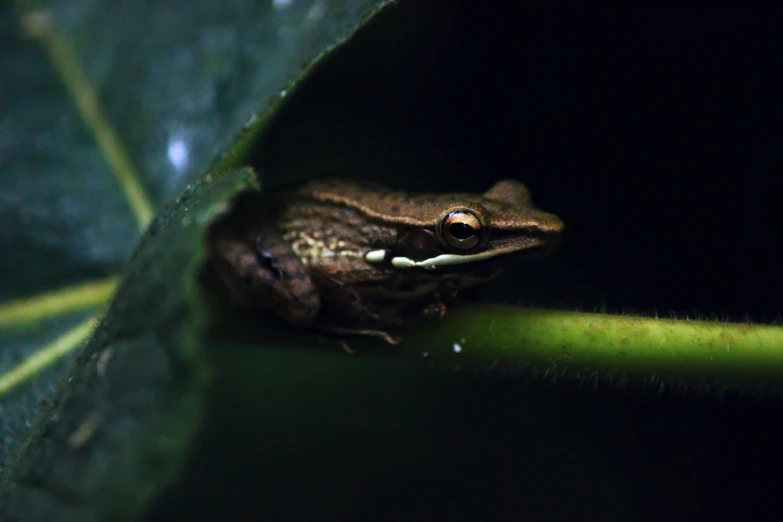 a frog is seen sitting on a leaf