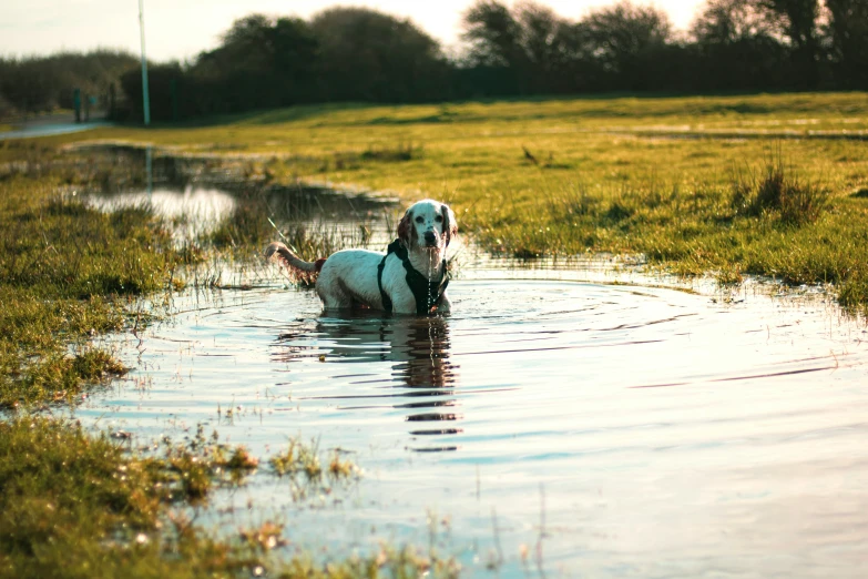 a white and brown dog standing in water next to green grass