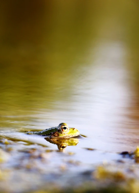 there is a close up of a small crocodile floating in the water