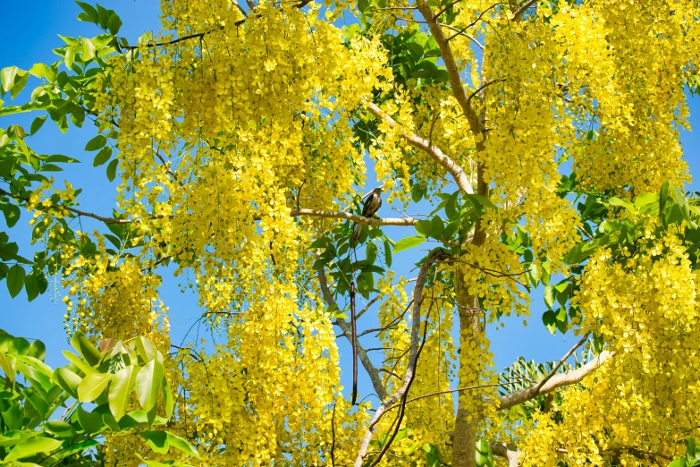 the bright yellow flowers are hanging down from the tree