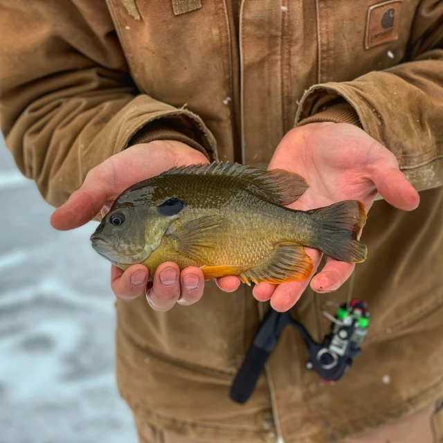 a person holding a fish in their hands