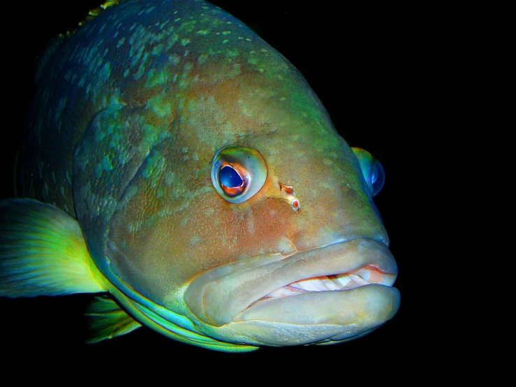 a close up of a fish with very big eyes