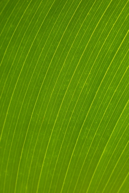 the diagonal green pattern on a green background