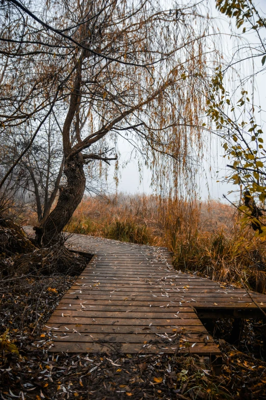 a wooden path runs down a small wooded hill