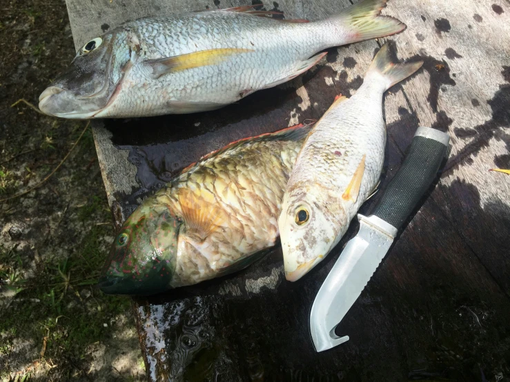 a number of fish laying on top of one another