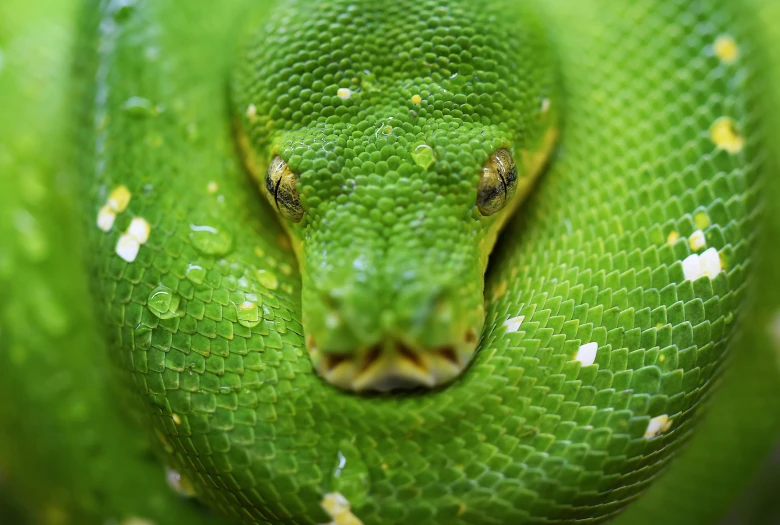 a green snake curled into a ball on some leaves