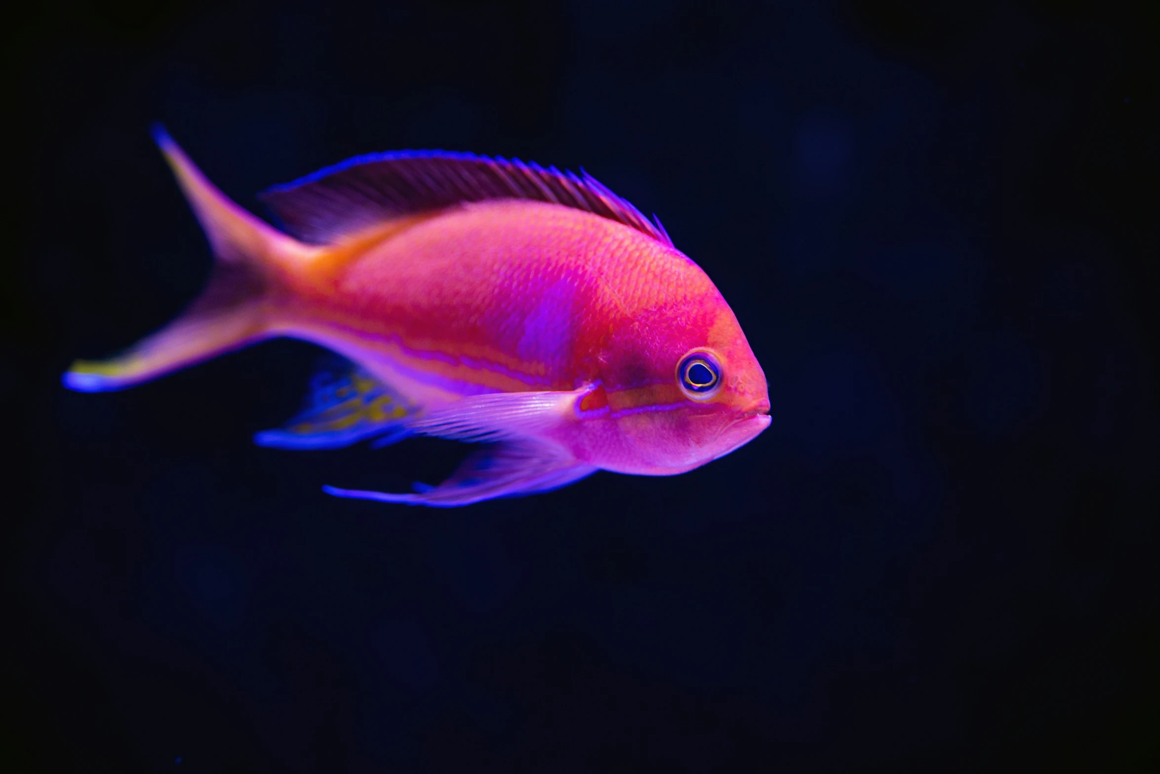 a fish with bright blue and orange markings in its aquarium