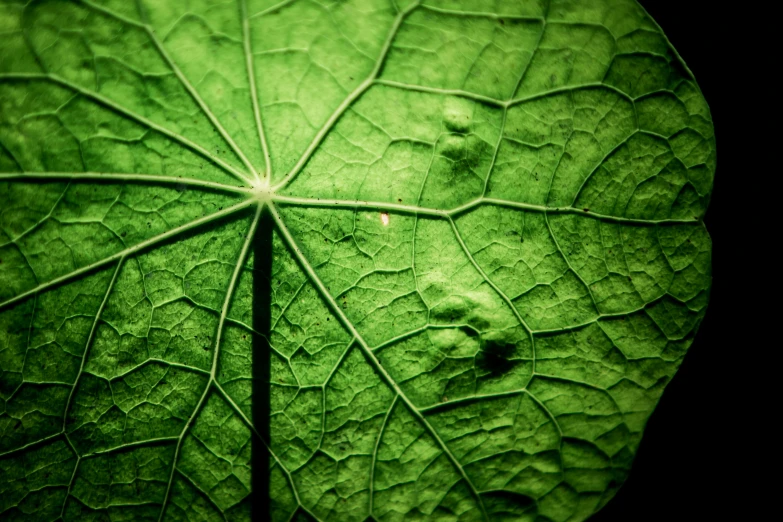 this is a very large leaf with very bright green