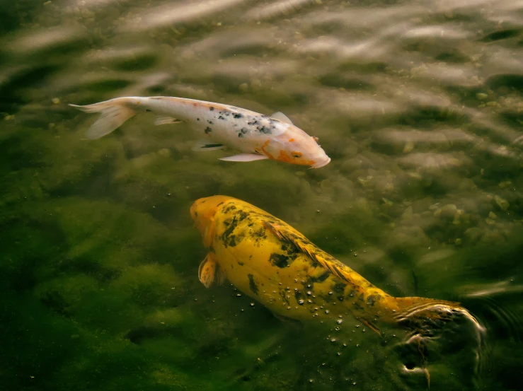 two large yellow and black fish swimming together