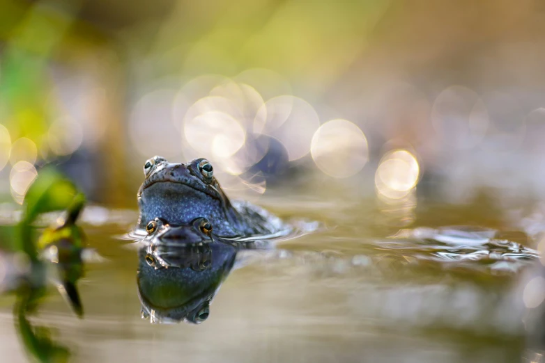 a small frog swimming on top of water