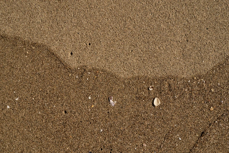 a brown sand area with footprints and small birds on it
