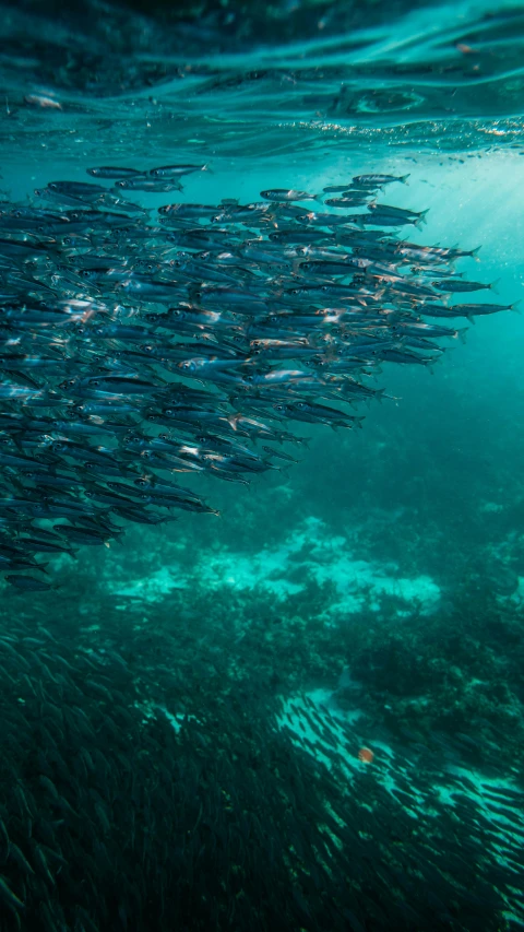 a school of fish swimming in a river