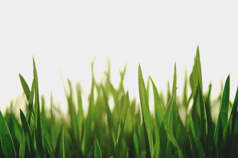 a green grass field with a sky background