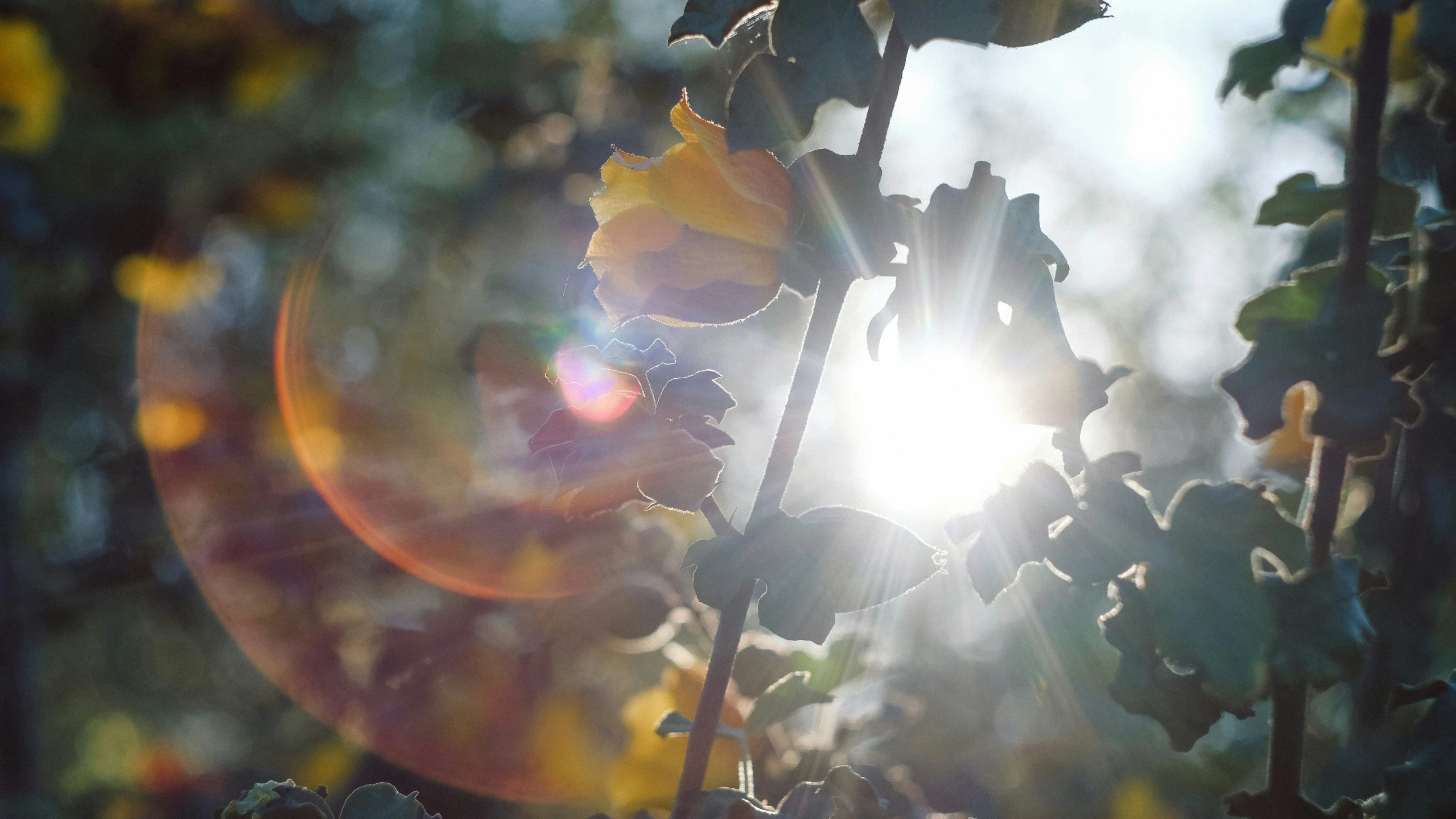 the sun shines through the leaves on the nches