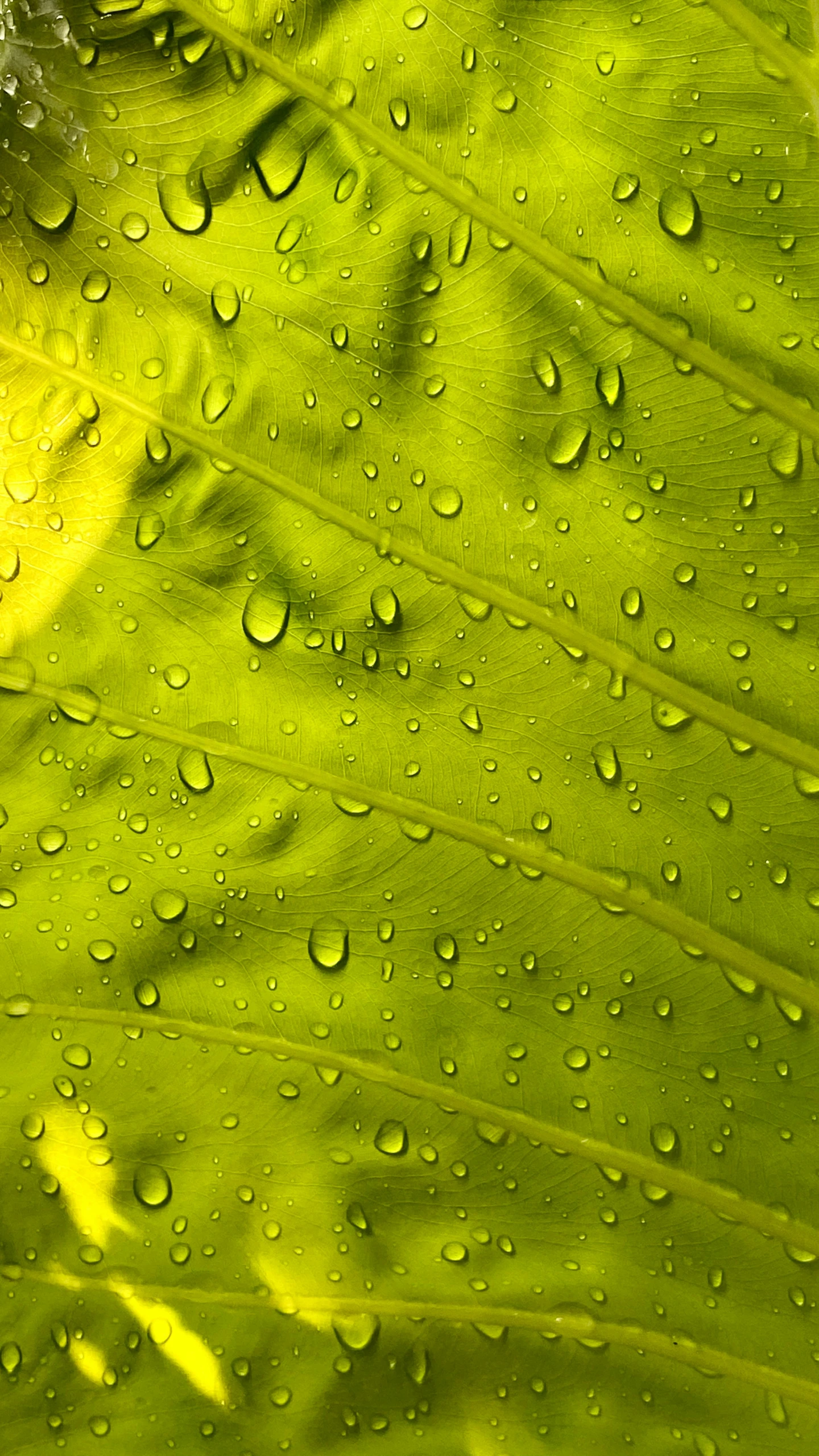 green leaves with drops of water on them