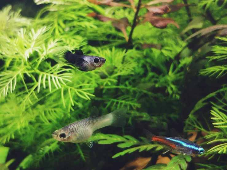 two small aquarium fish with plants in the background
