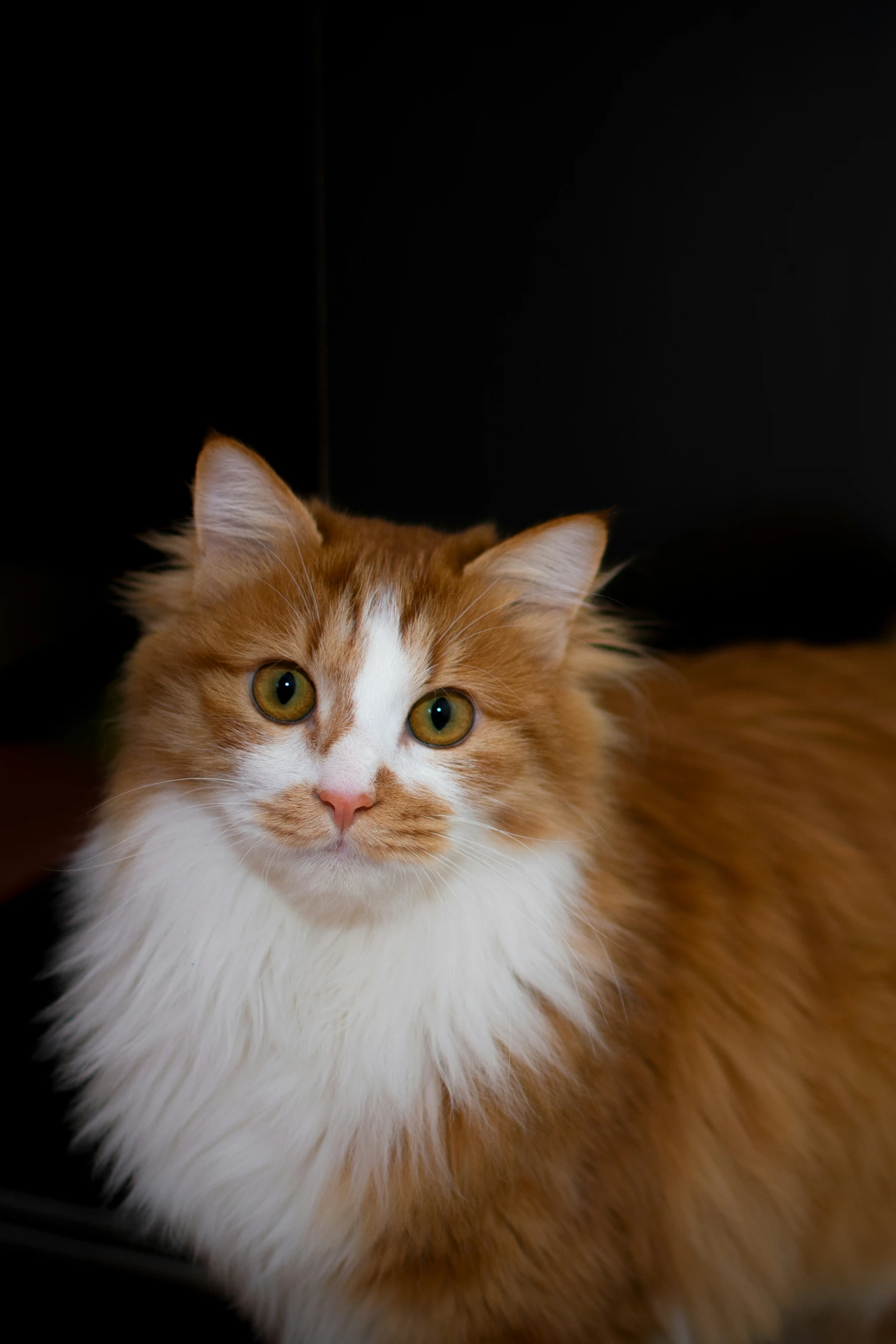 the long haired cat is staring at the camera