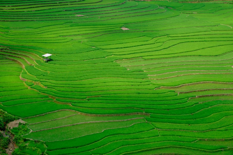 a bird sits on the top of a large terraced field