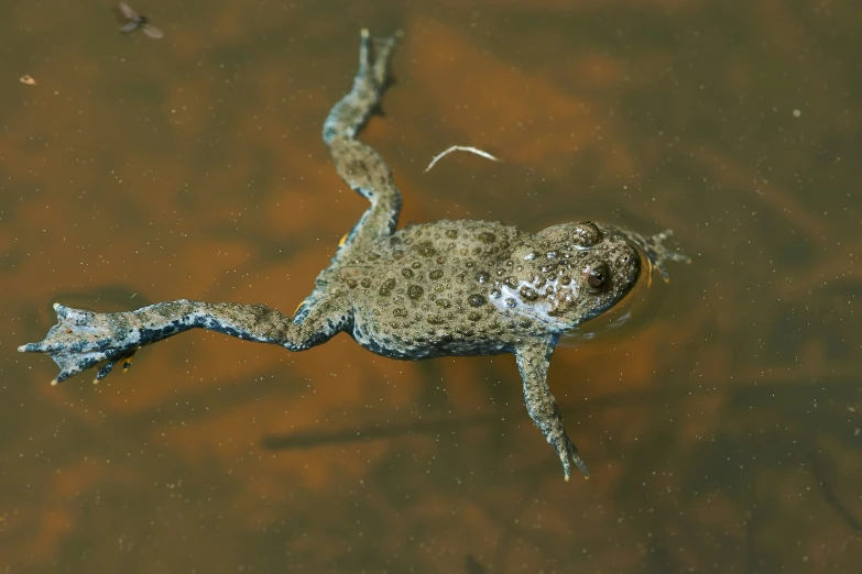 a frog swimming in water, the image shows the side view
