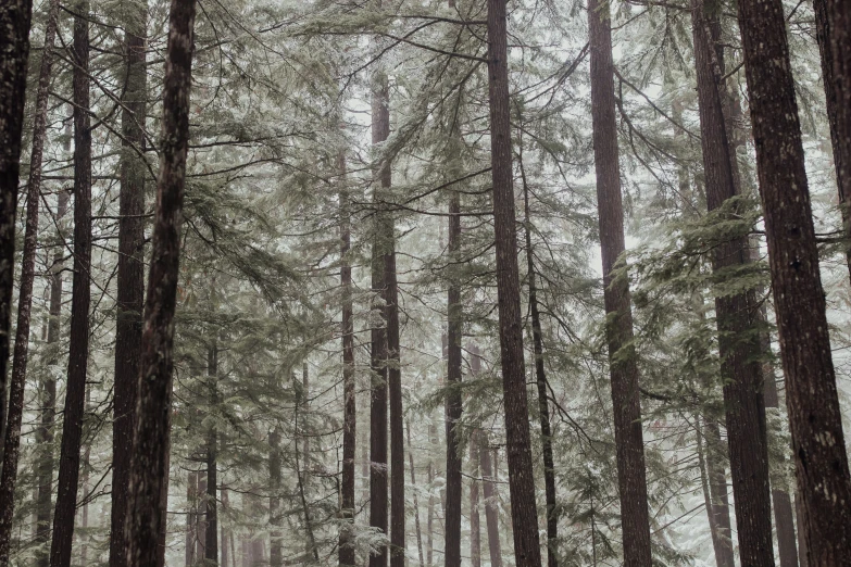 trees and bushes in the middle of a forest