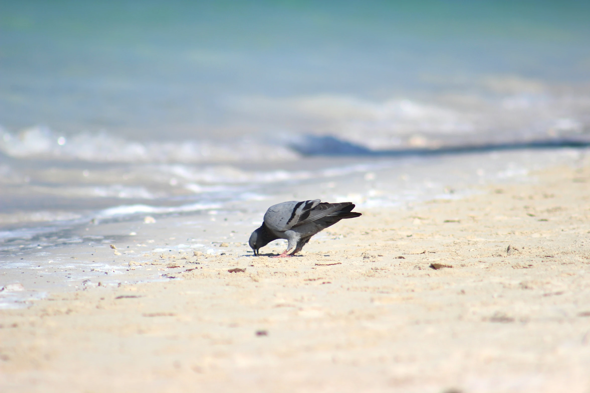 a small bird on a beach near the water