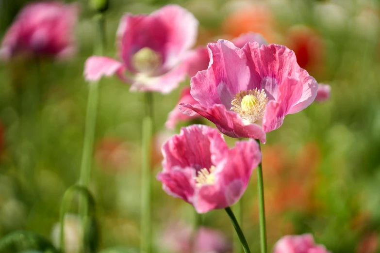 three large pink flowers blooming in the middle of the field