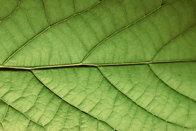 the back end of a leaf that has no visible leaves