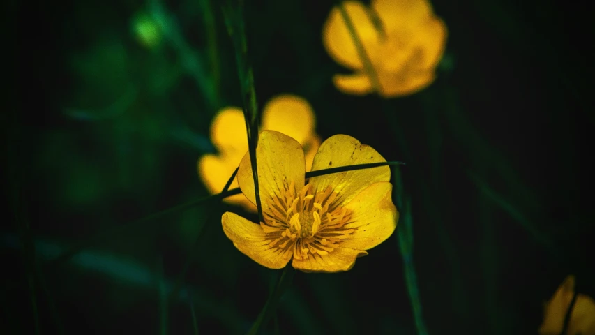 a very pretty yellow flower in a grassy area