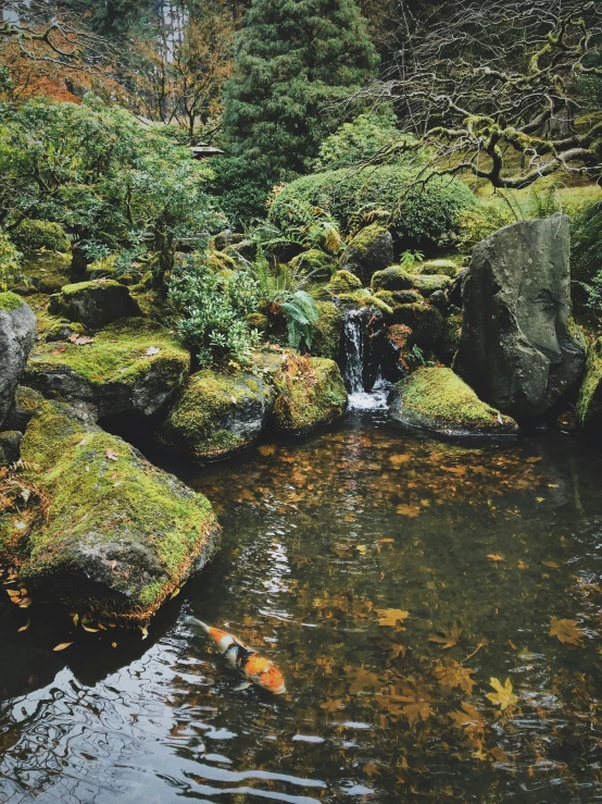 an image of a stream with a fish