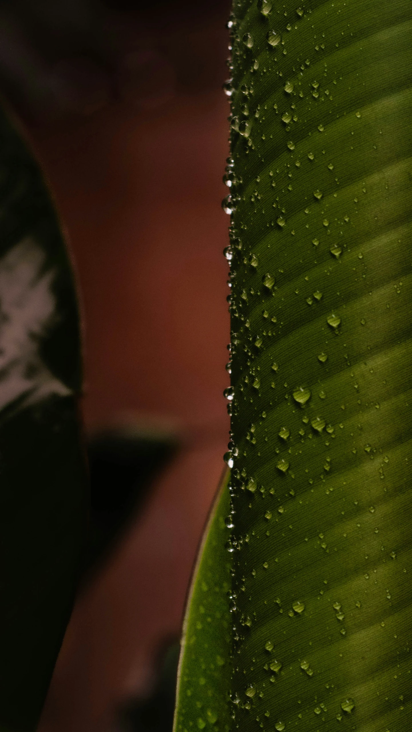 the leaves have droplets of dew on them