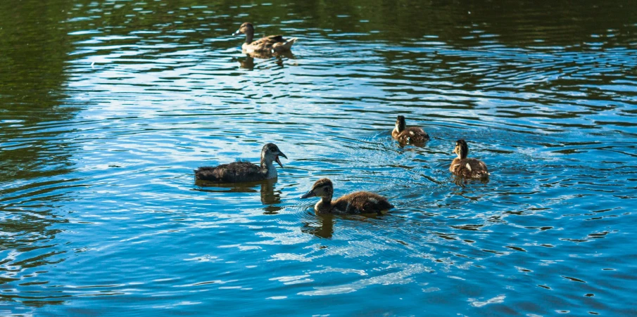 geese and swans are swimming around in a large lake