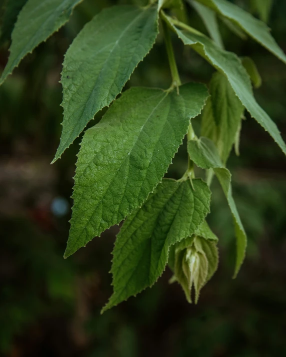 green leaf with a thin line of buds in the middle of the leafs