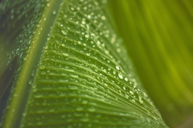 closeup image of green leaves with water droplets