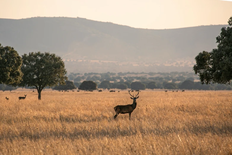 a field with an antelope in the distance