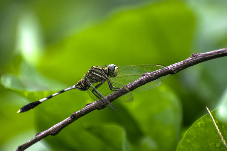 a close up of a dragonfly perched on a twig