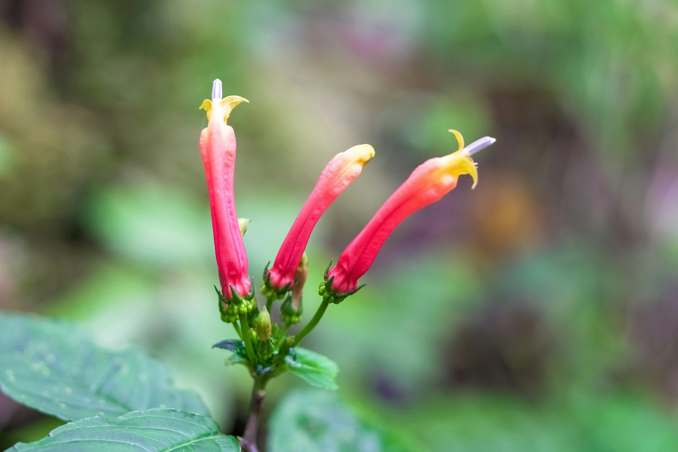 a closeup view of the small red flowers