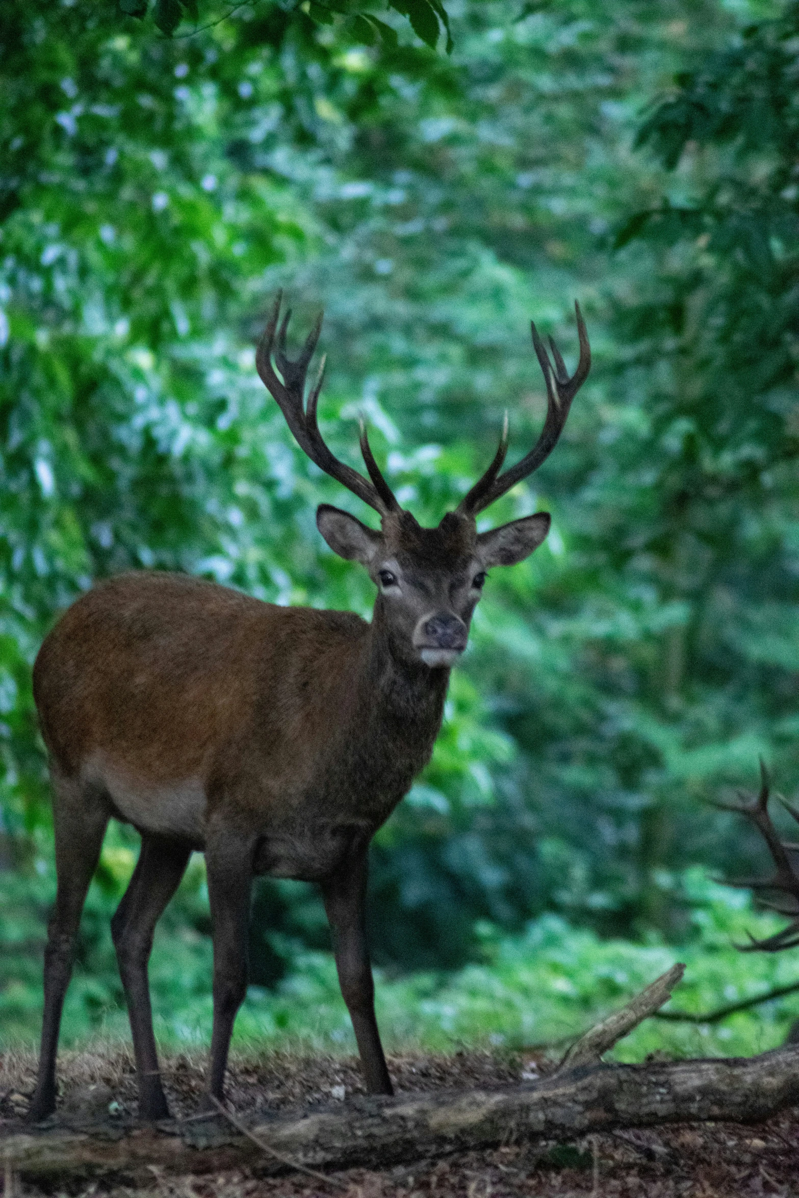 an elk with big horns standing in a forest