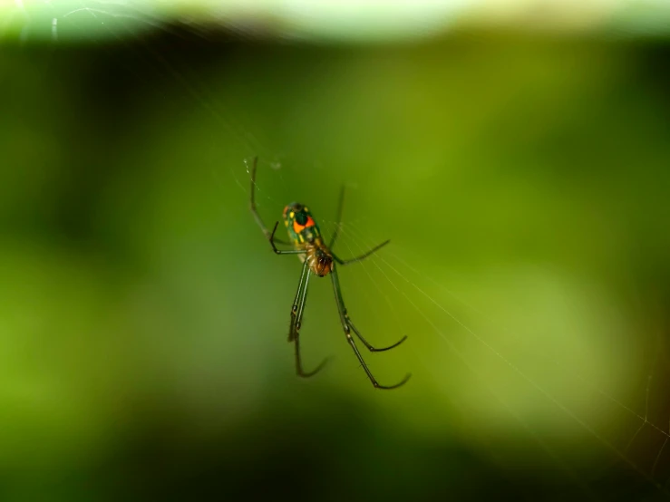 the colorful spider is in its web of prey