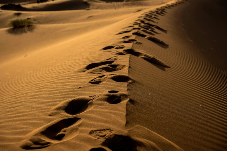 a lone plant growing out of the ground of an arid area