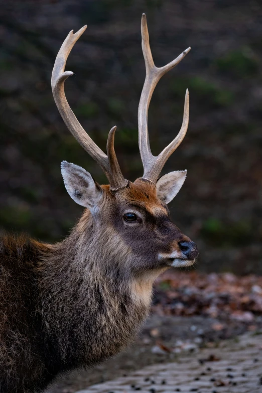 this is an image of a deer with very large horns