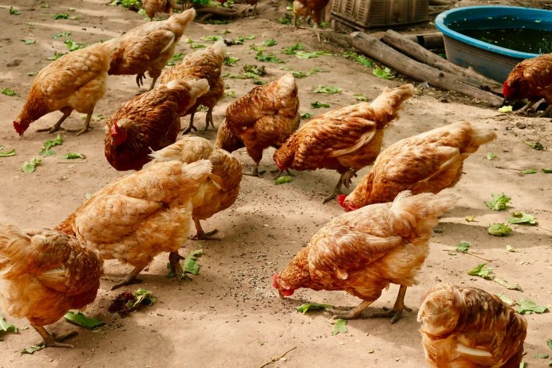 chickens are eating and walking in the sand