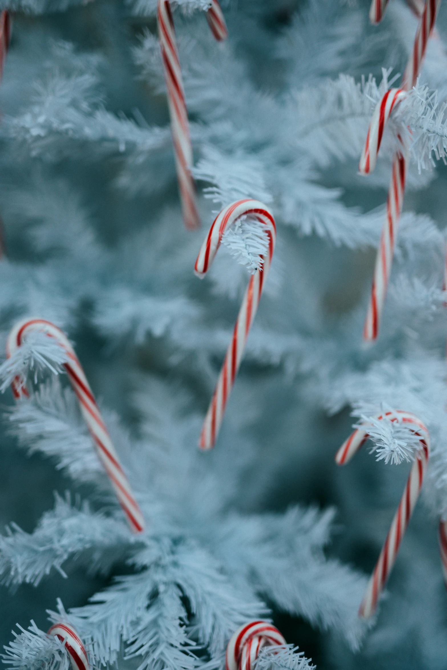 candy canes and christmas trees, including one with candy canes