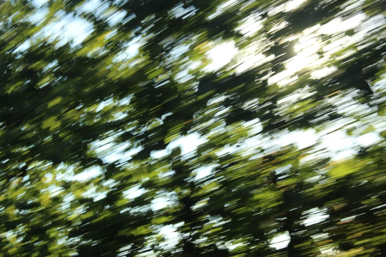 a close up po of trees, showing the tree line and green leaves