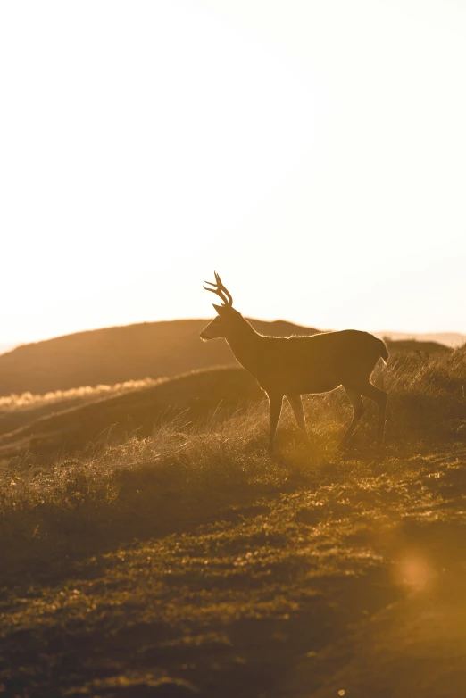 a large antelope walking across a field in front of the sun