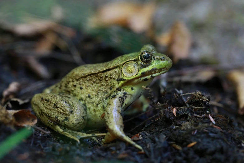 a frog sitting on top of a pile of grass and leaves