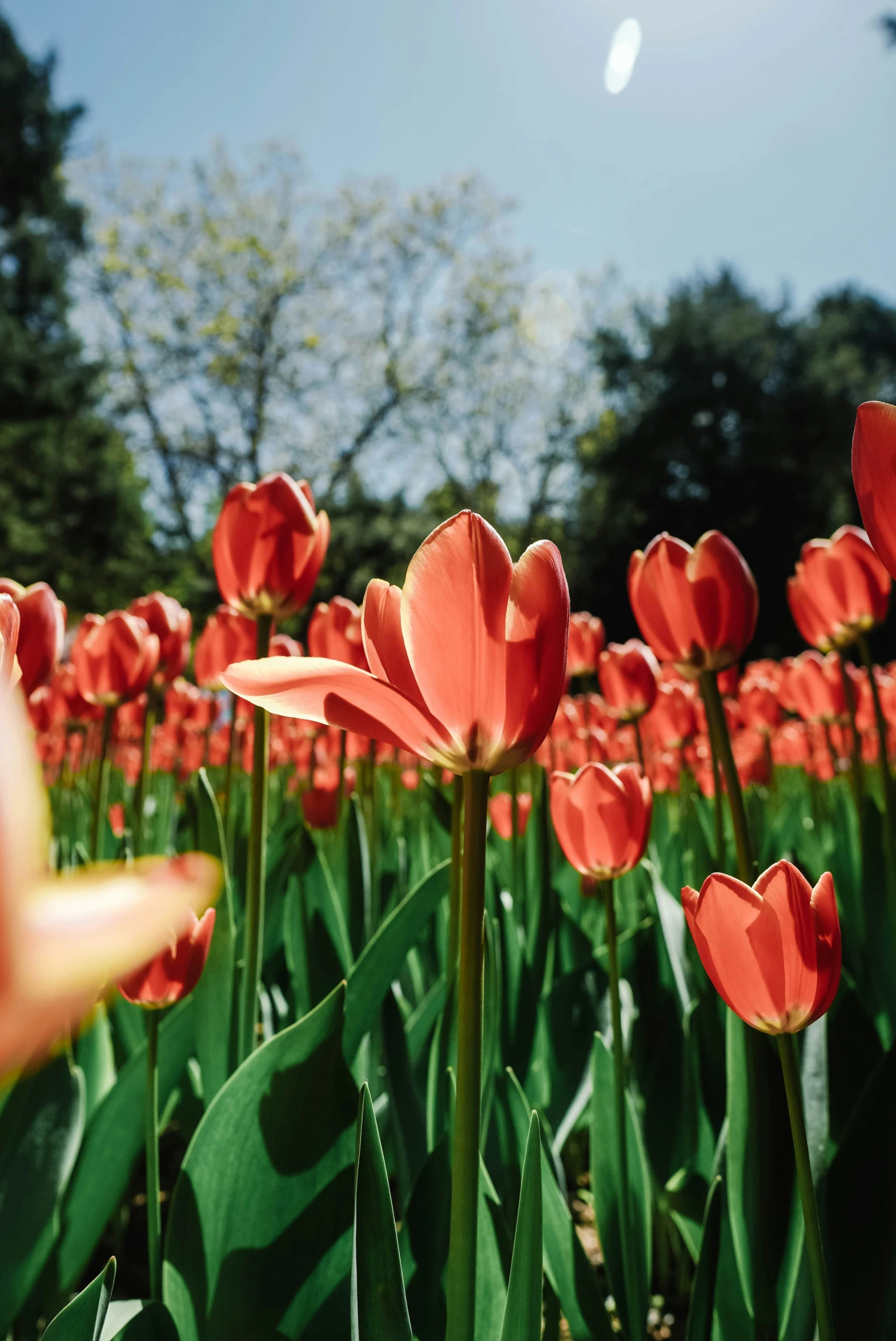 a field filled with red flowers and tall green grass