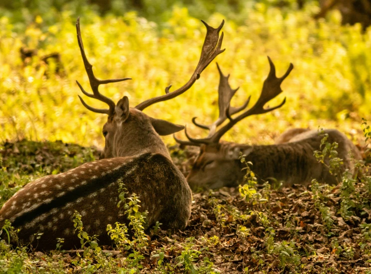 two deer resting in the grass on a sunny day