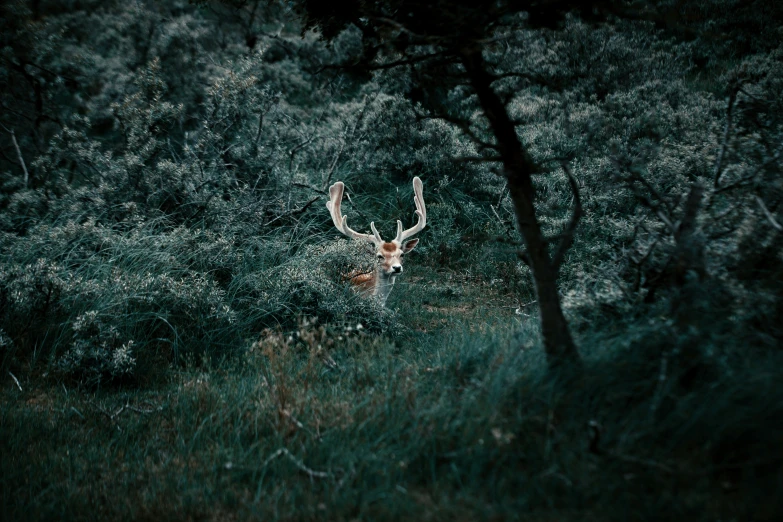 an image of a deer in the woods