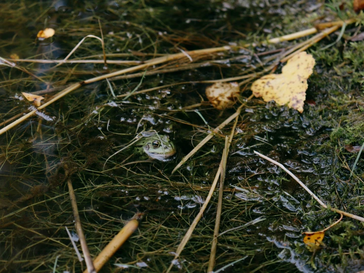 the frog is lying in the mud and plants